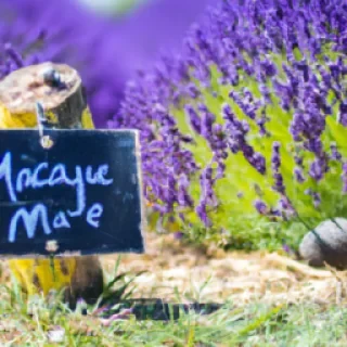 Test de meilleur ami