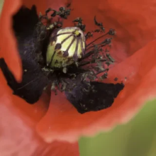 Poppy playtame