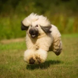 Afganha hund run and jump