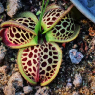 Diamondia survive 99 nights in the forestiin