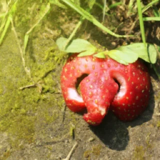 stawberry ellephant