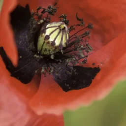 Poppy playtame
